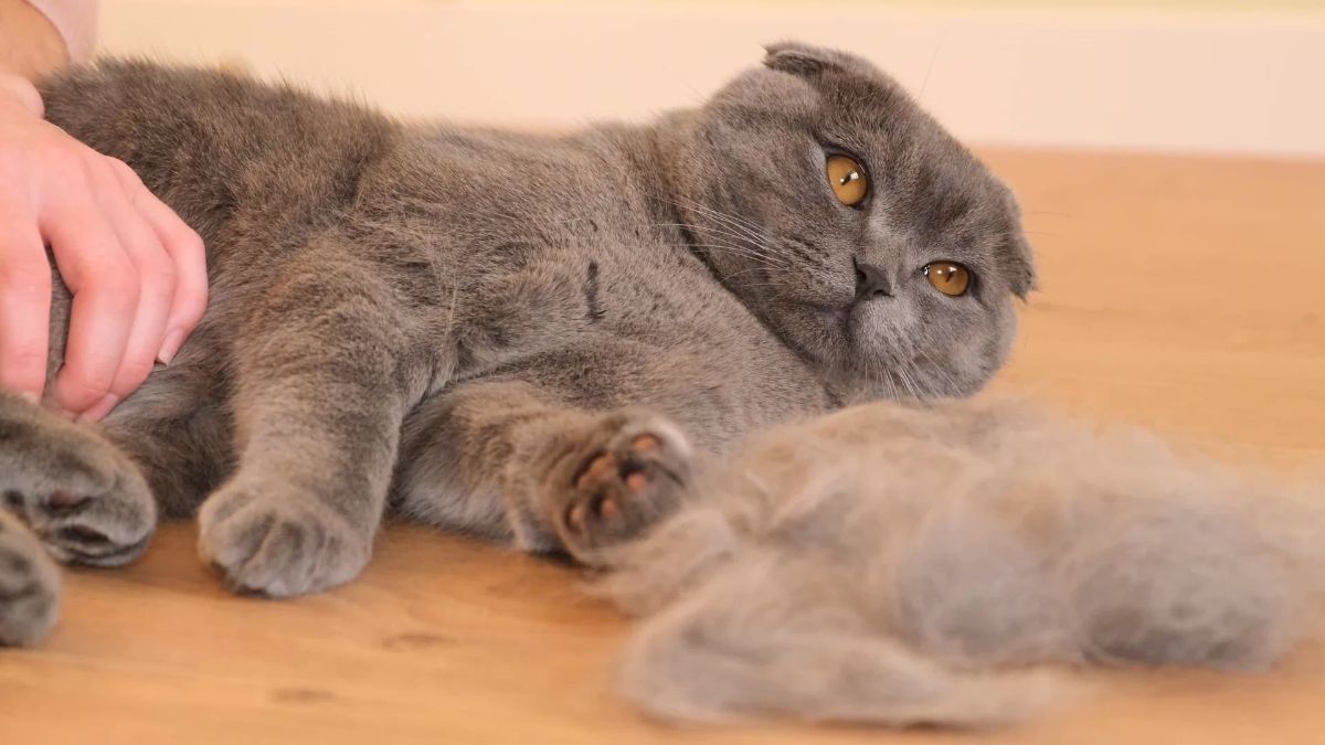 kedi neden tüy döker?