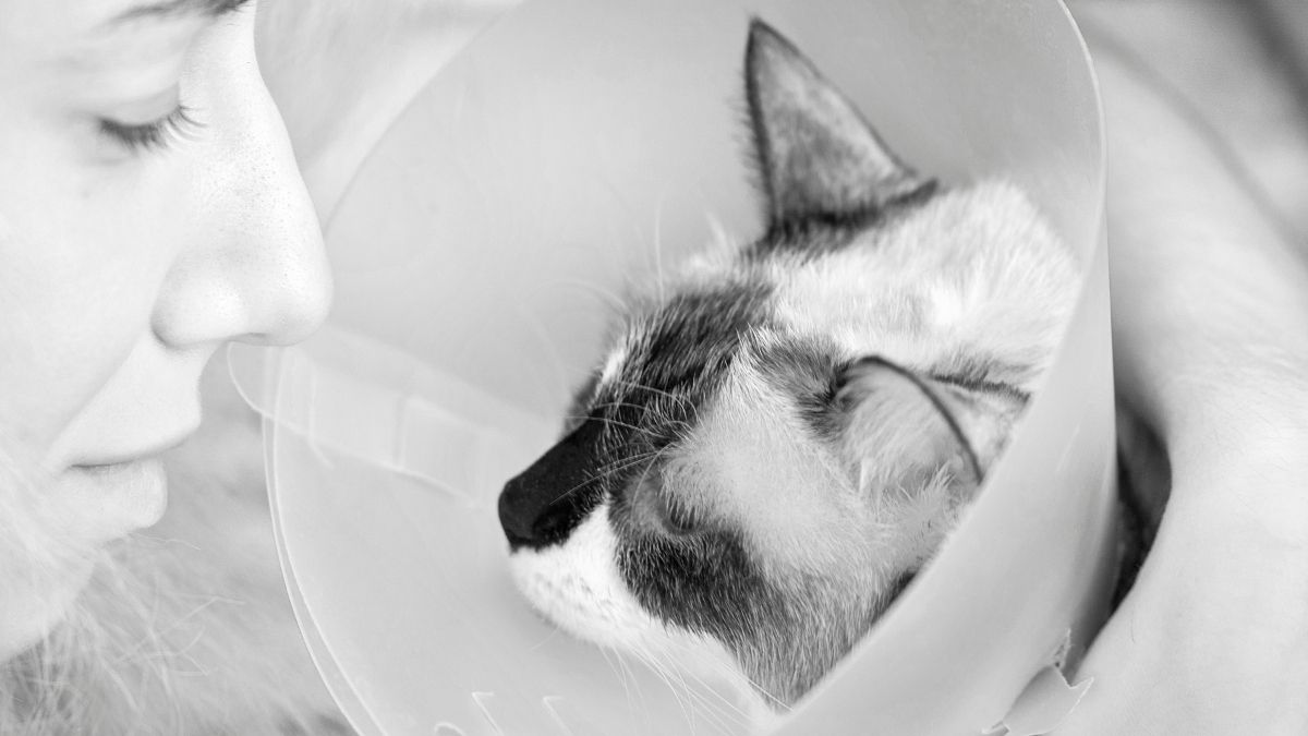 kedi tümörü nedir