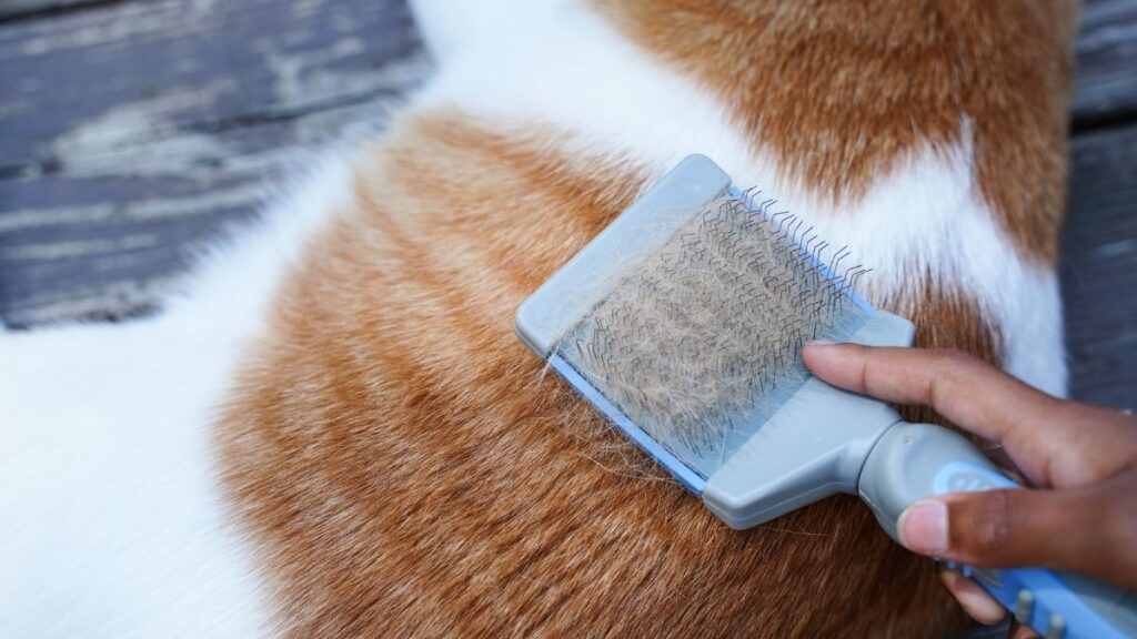 kedi tüy dökmemesi için ne yapılır
