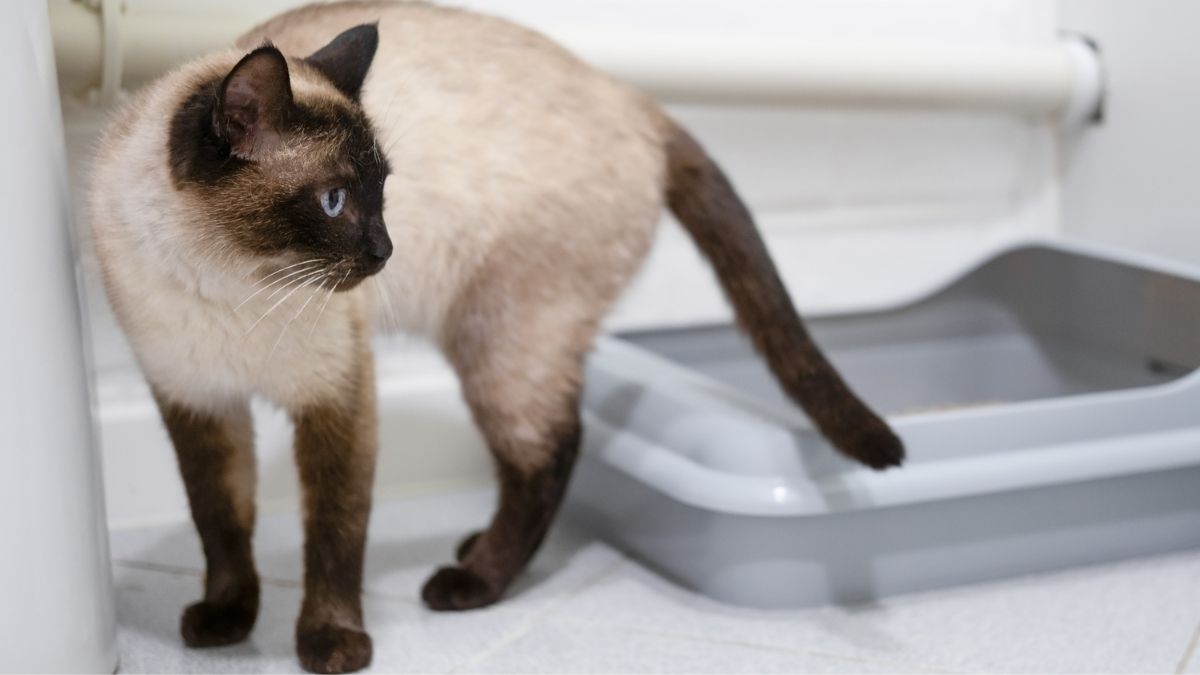 kedilerde idrar yolu enfeksiyonu