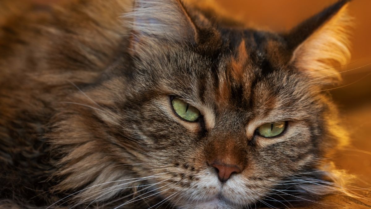 kedilerde kronik böbrek yetmezliği