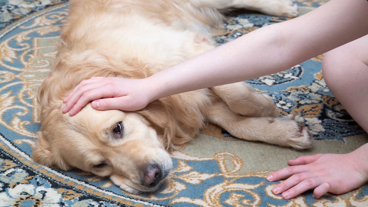 köpek karaciğer hastalığı