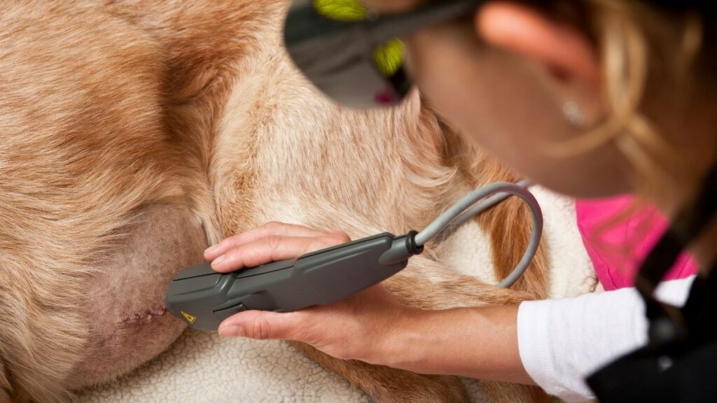 köpeklerde tümör tedavisi