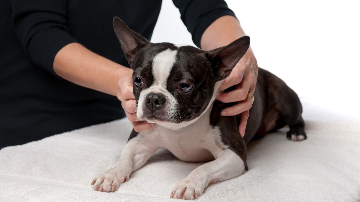 köpeklerde tümör